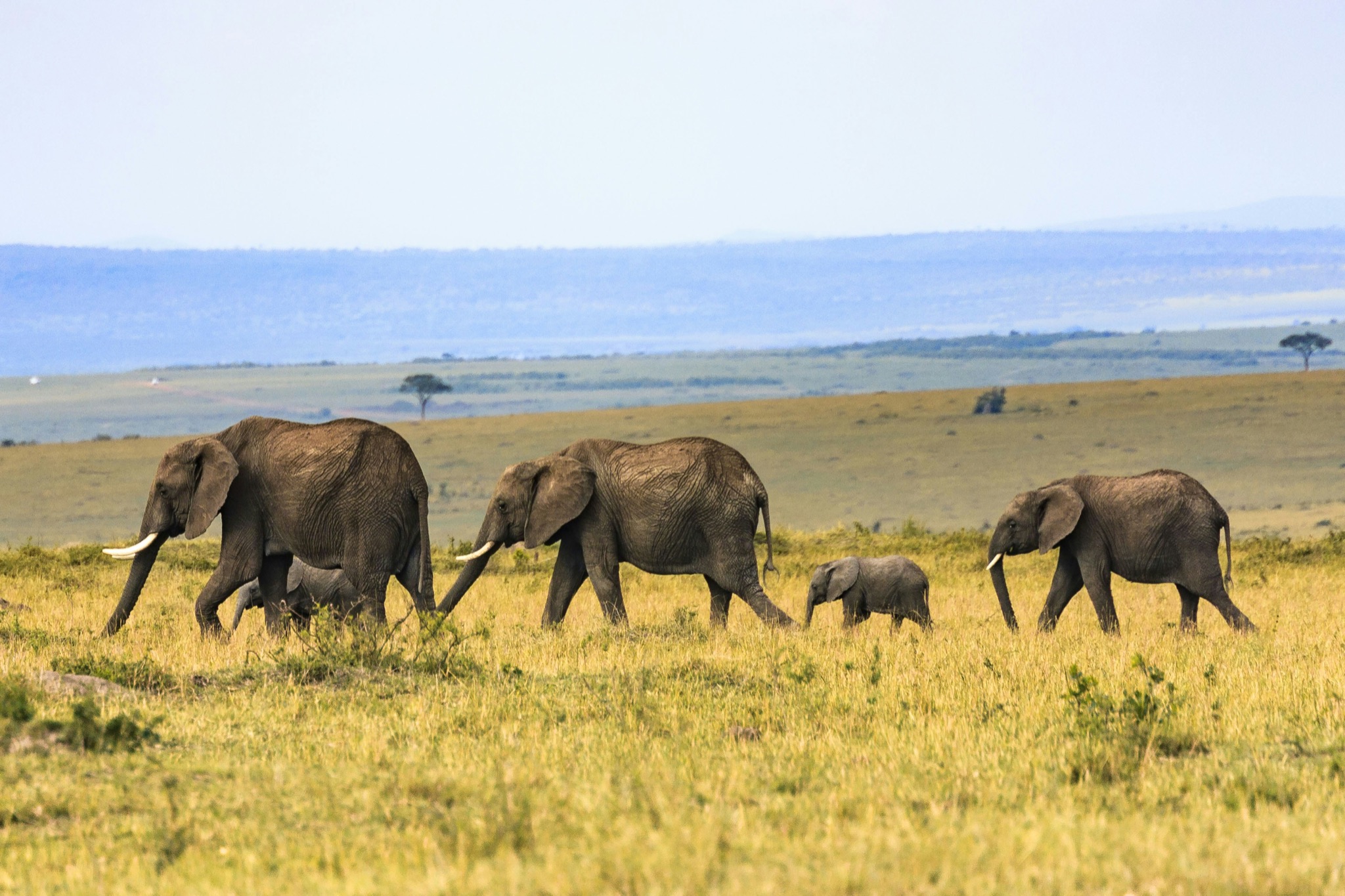 Elephants seen on safari in Uganda